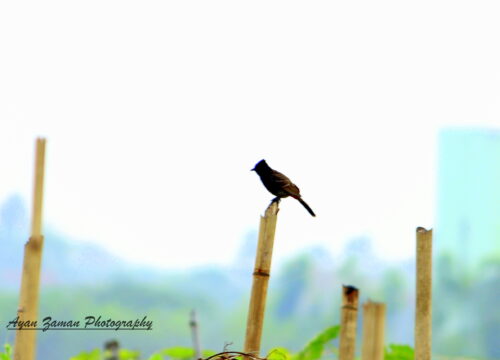 Are there opportunities for bird photography in Mount Kenya?