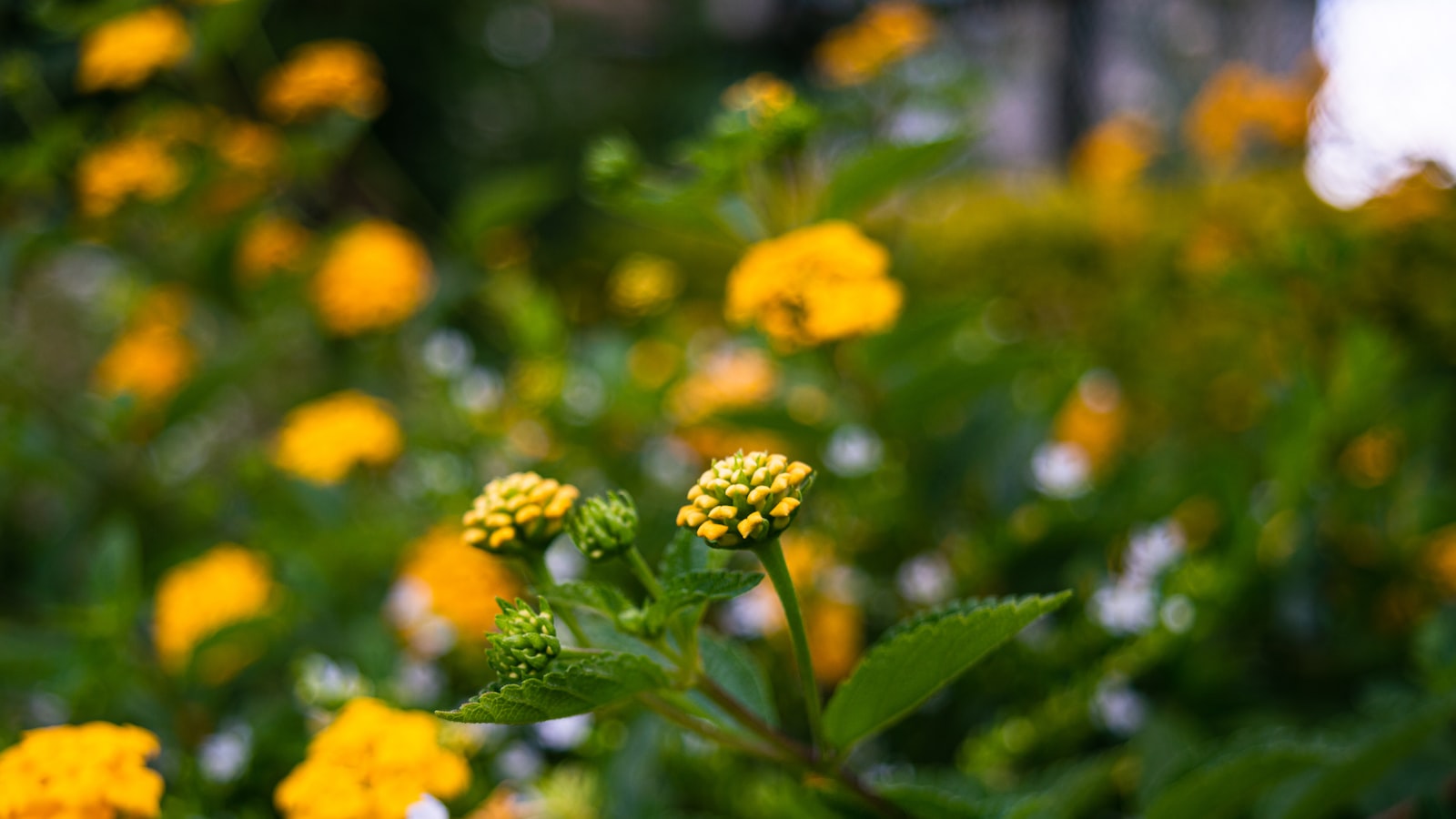 How can I engage with Mount Kenya’s youth and learn about their aspirations?