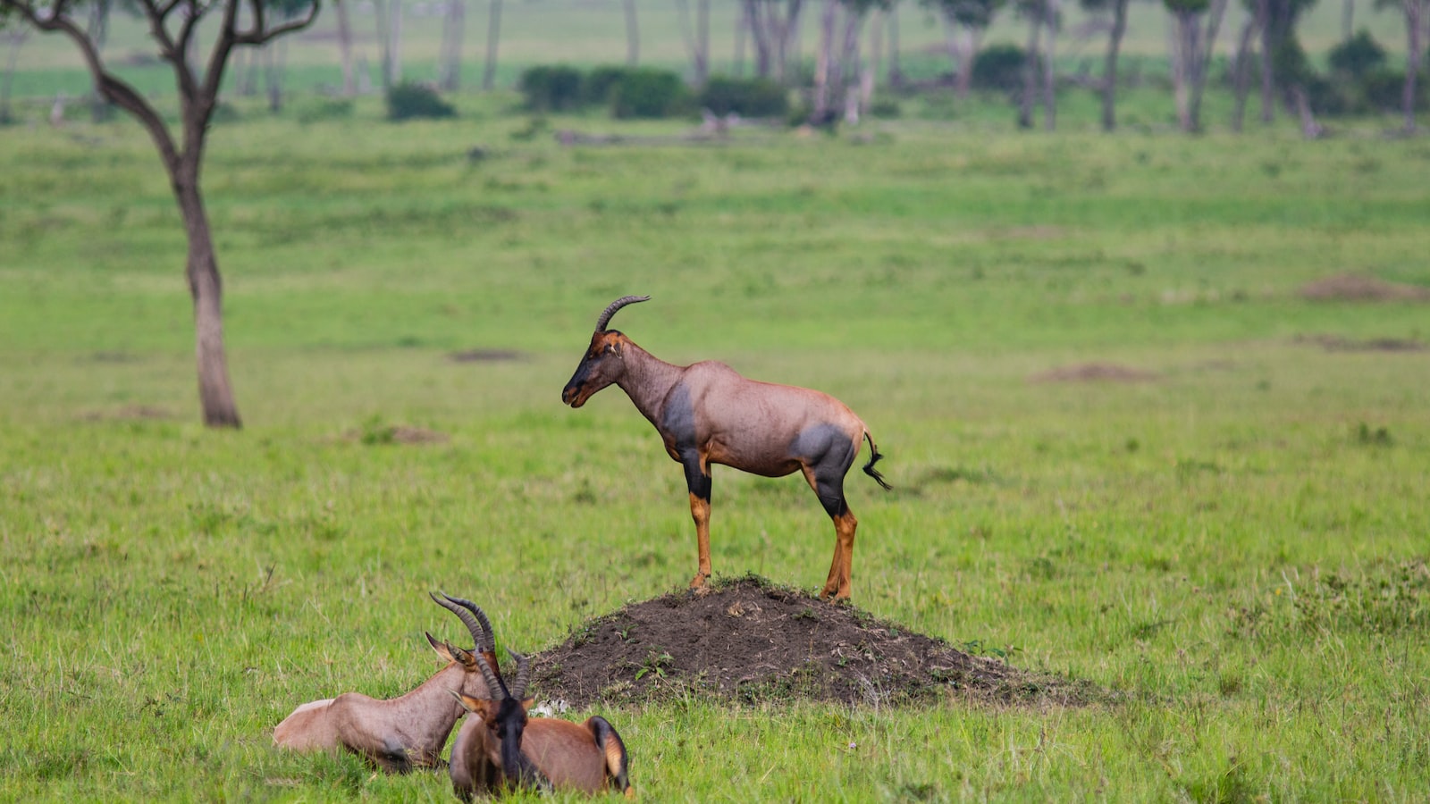 What gear do I need for hiking in Mount Kenya?