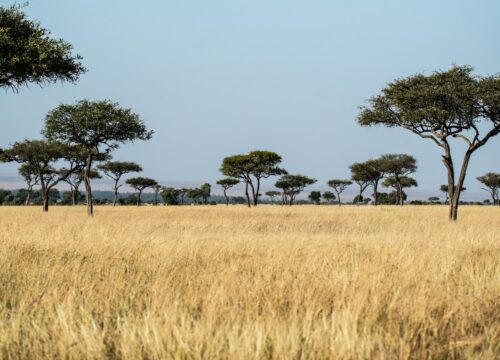 What is the impact of climate change on Mount Kenya’s birds?