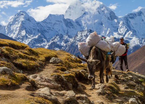 Are there any trekking tours focusing on wildlife in Mount Kenya?