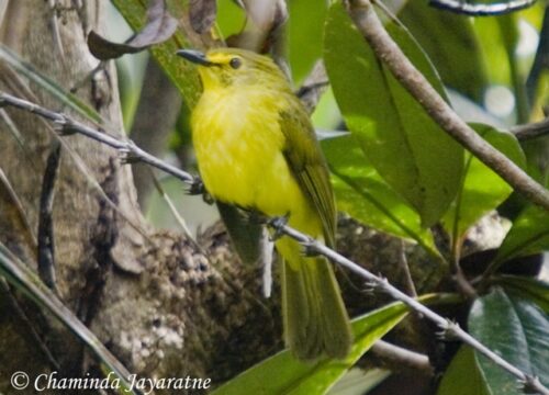 Can I participate in bird-watching workshops for beginners in Mount Kenya?