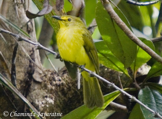 Can I participate in bird-watching workshops for beginners in Mount Kenya?