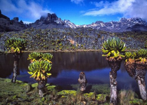 Can I observe bird plumage variations in Mount Kenya?