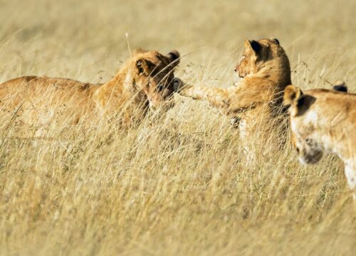 What is the best time of day for game drives in Mount Kenya?