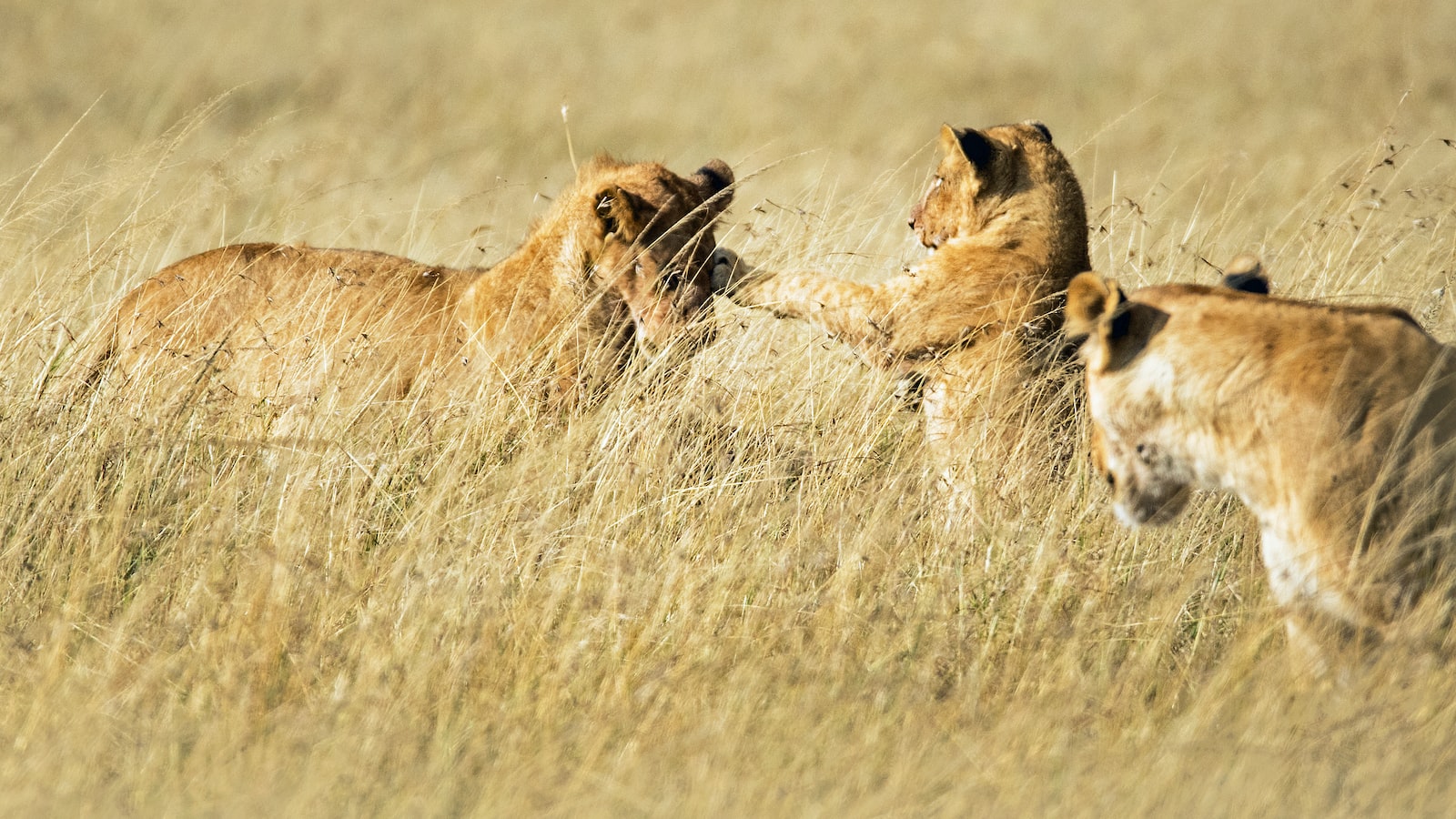 What is the best time of day for game drives in Mount Kenya?