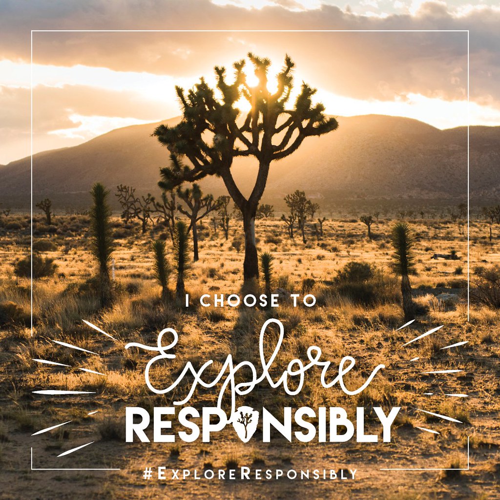 Can I explore different elevations for bird watching in Mount Kenya?