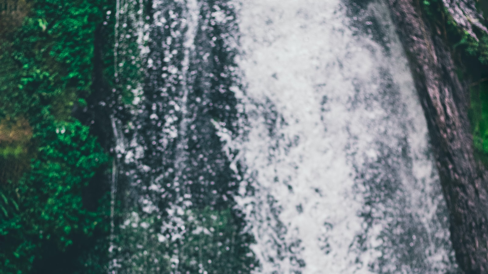 Can I spot unique flora during rock climbing in Mount Kenya?