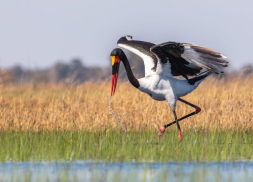 Can I participate in guided bird-watching safaris in Mount Kenya?