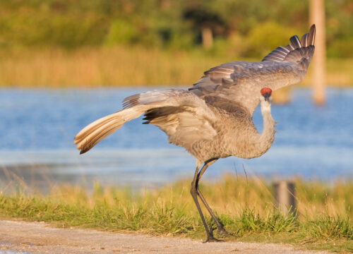 Can I observe bird courtship and mating rituals in Mount Kenya?