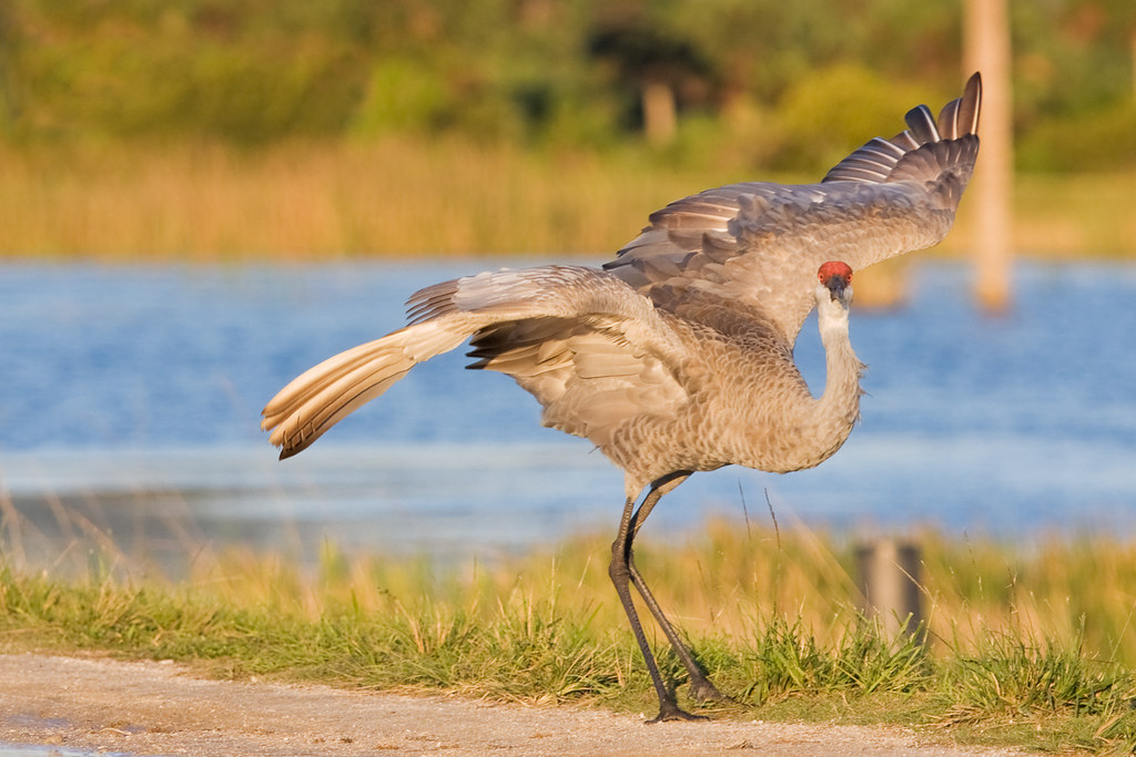 Can I observe bird courtship and mating rituals in Mount Kenya?