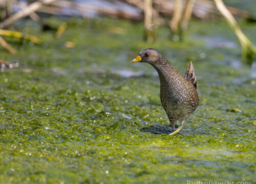 Are there bird-watching tours with overnight stays in Mount Kenya?