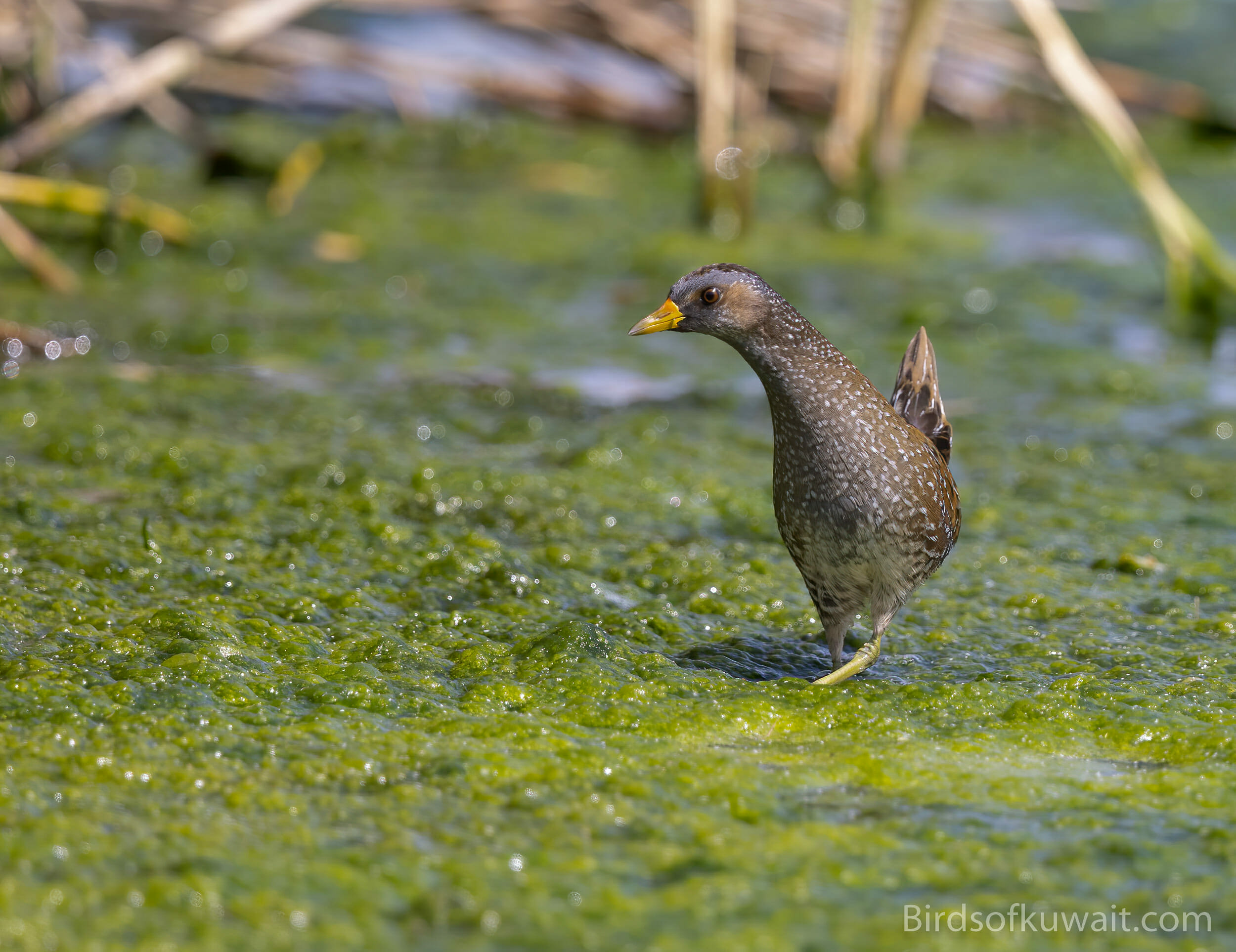 Are there bird-watching tours with overnight stays in Mount Kenya?