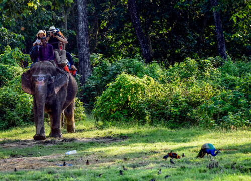 Is it possible to do trekking safaris in Mount Kenya?