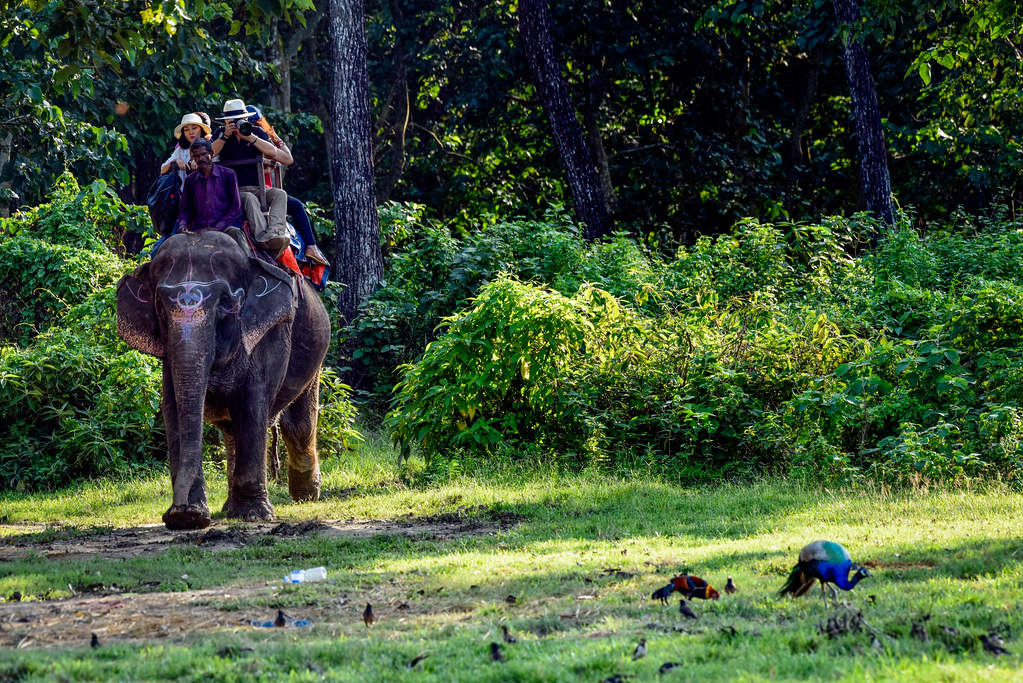 Is it possible to do trekking safaris in Mount Kenya?