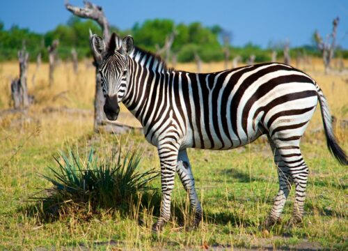 Can I see zebras on a game drive in Mount Kenya?