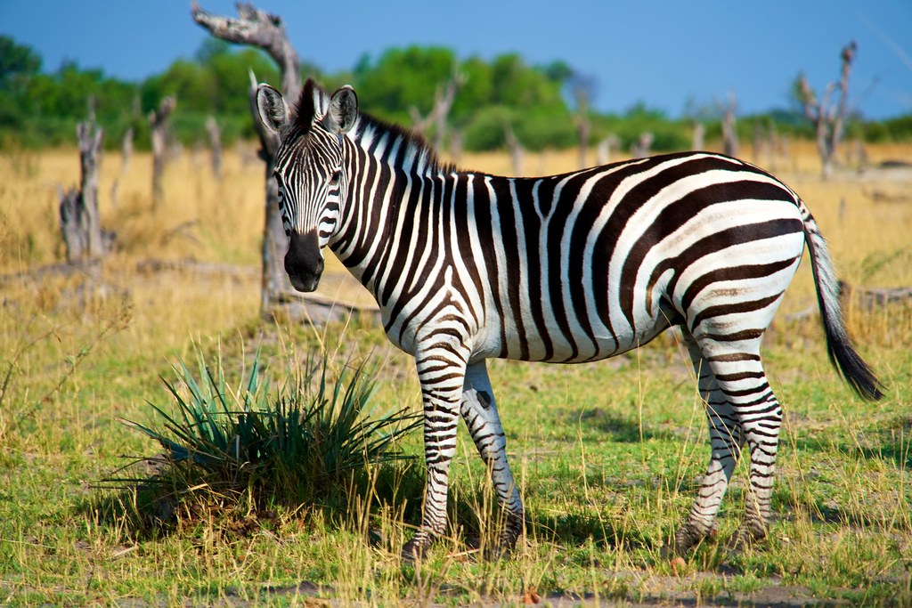 Can I see zebras on a game drive in Mount Kenya?