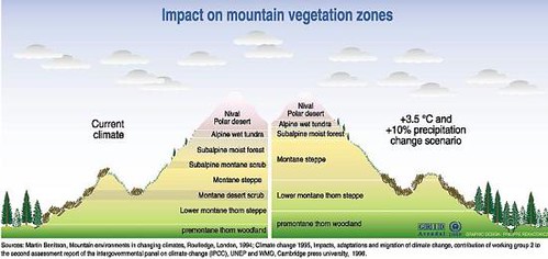 Exploring the Montane Zone: A Haven for Elusive Birds on Mount Kenya