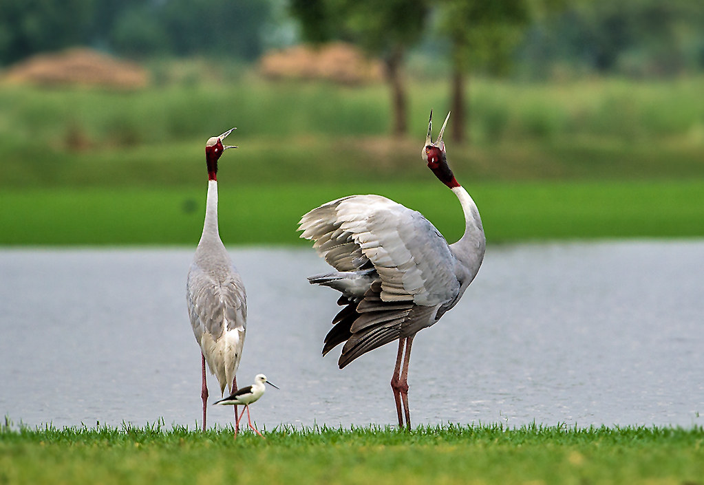 3. Top Spots and Expert Tips for Observing Bird Courtship and Mating in the Mt Kenya Region