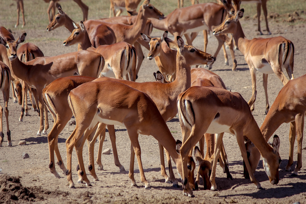 Unveiling the Benefits of a Small Group Experience on Mount Kenya Safaris