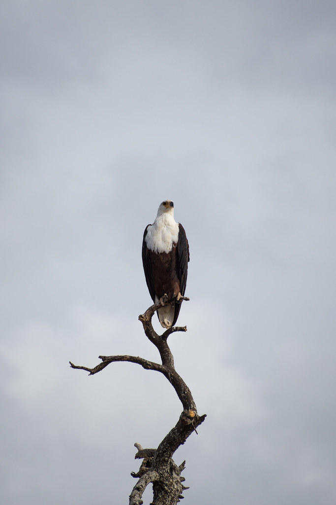 Bird-Watching Safaris in Mount Kenya: A Guide to Unraveling the Avian Treasures