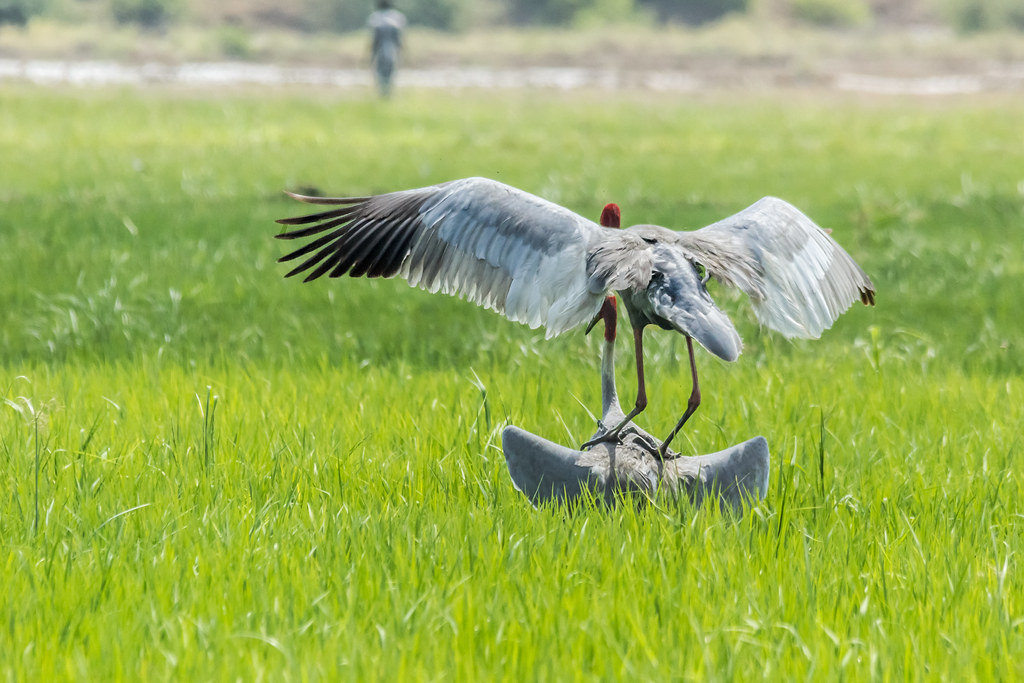 2. The Seasonal Dance: Witnessing the Mesmerizing Bird Mating Rituals on Mount Kenya