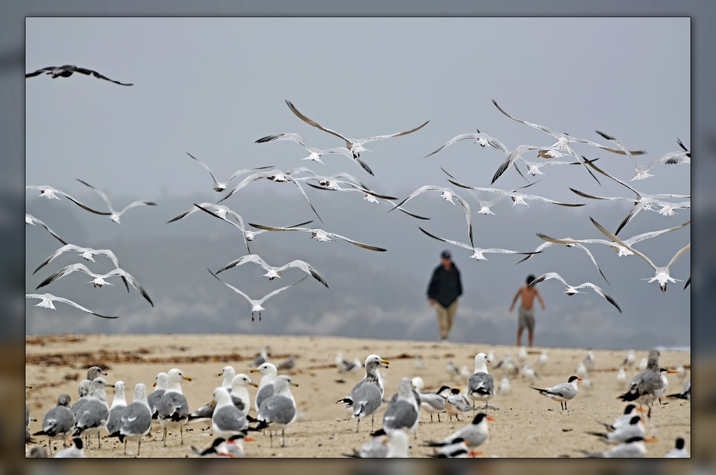 Unleashing the Feathered Wonders: A Beginner's Guide to Bird-Watching in Mount Kenya