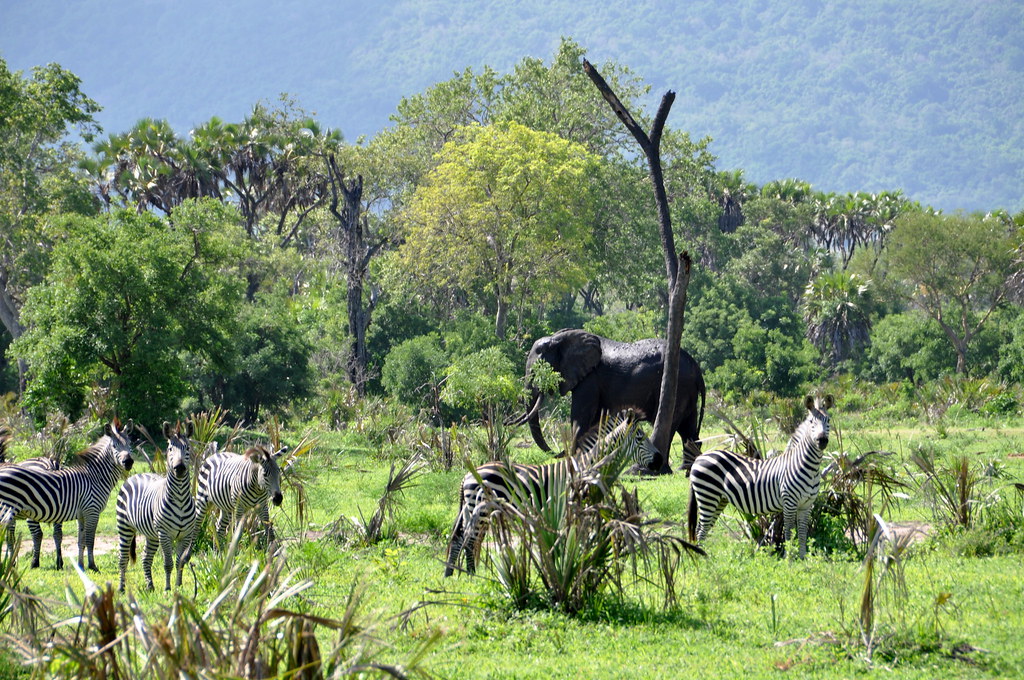 Enhancing Your Safari Experience: ‍Tips to Maximize Giraffe Sightings in Mount ⁣Kenya