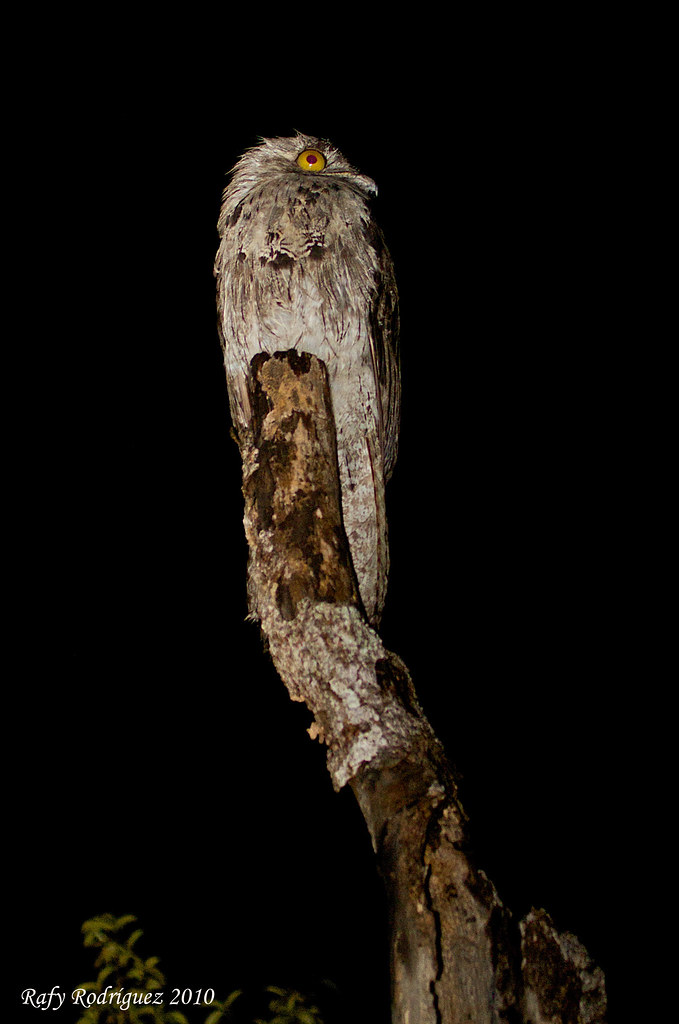 Unlocking the Secrets of the Nocturnal Avian World on Mount Kenya