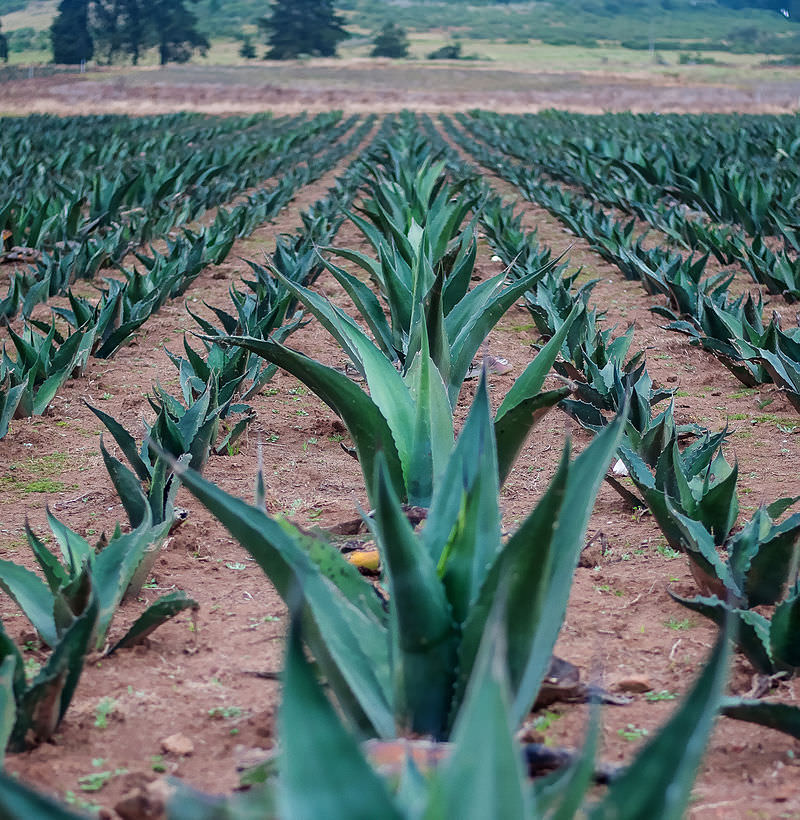 Unveiling the ​Ancient⁤ Farming Techniques Sustaining⁣ Mount ⁤Kenya's Precious Ecosystem