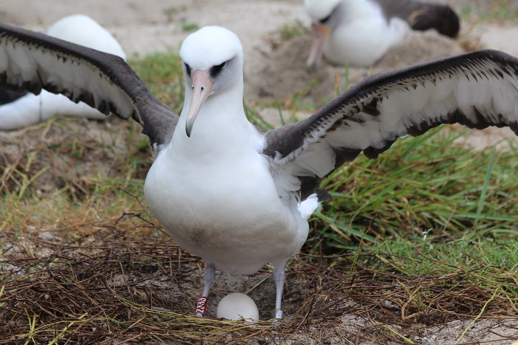 Deepening our Understanding of Traditional Bird Wisdom in Mount Kenya Community