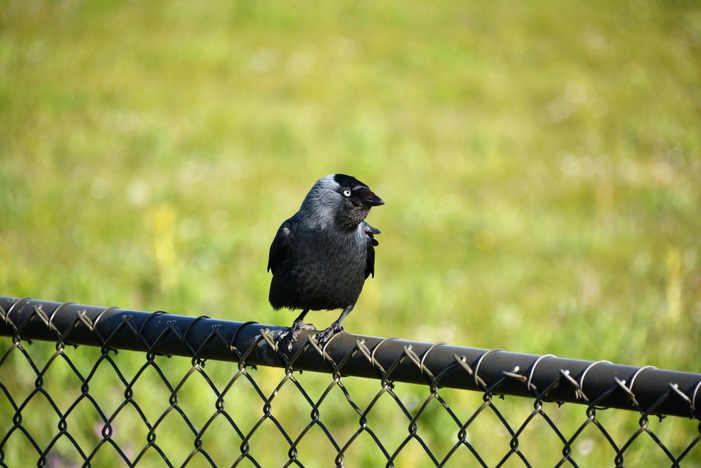 Enhancing Your Bird-Watching Experience: Recommendations for Booking Local ‌Guides in Mount Kenya