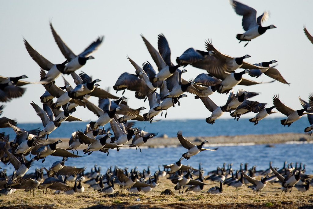 Maximize Your Bird-Watching Experience: Tour Packages with Transportation for Effortless Exploration in Mount Kenya