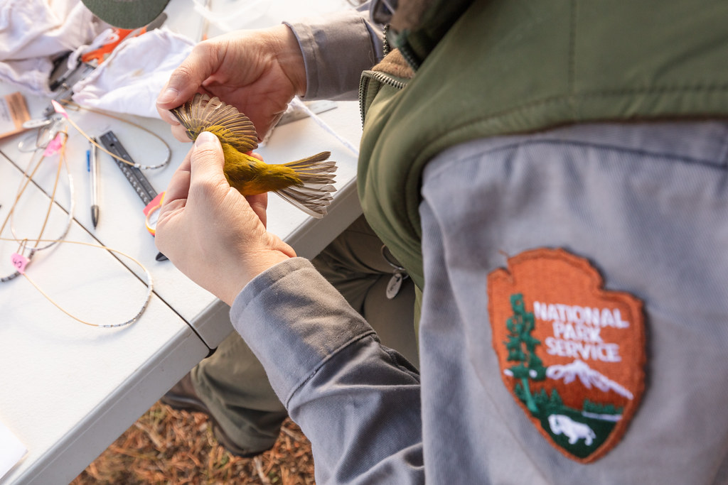 4. Recommendations for Establishing a Bird Banding Program on Mount Kenya:⁢ Challenges and ‌Opportunities