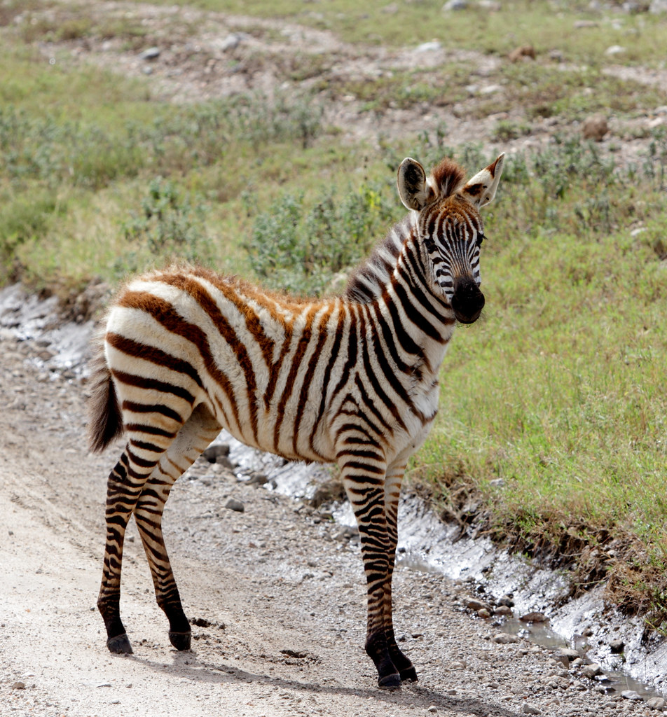 3. ​Insider​ Tips to Maximize‍ Your⁢ Zebra Encounter: Best⁣ Game Drive Routes in Mount ‍Kenya