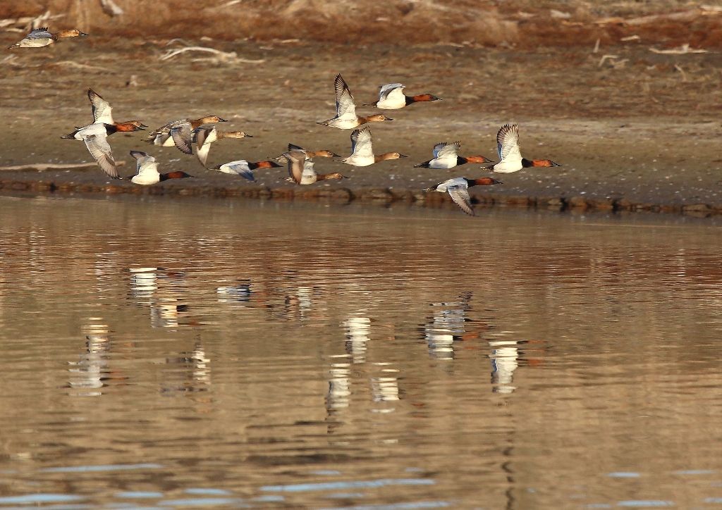 Unforgettable Bird-Watching Experiences: Recommendations for Bird Education Centers in Mount Kenya