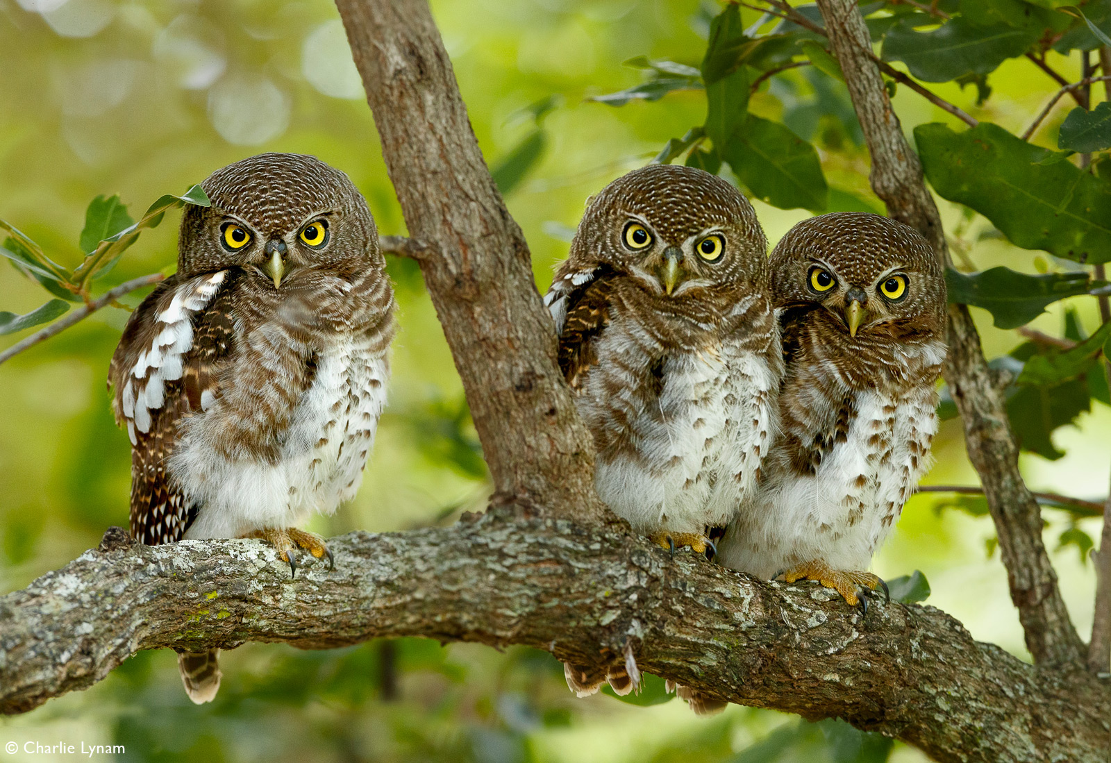 The Avian Extravaganza: Exploring Bird-Watching Festivals at Mt Kenya