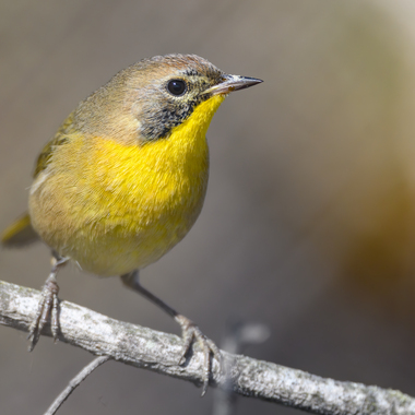 Unleash Your Inner Bird Enthusiast: Recommended Bird-Watching Volunteer Programs on Mount Kenya