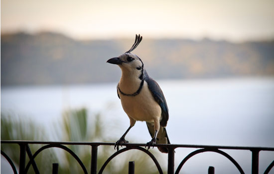 Capturing Nature's Spectacle: Tips and Techniques for Bird Photography in Mount Kenya