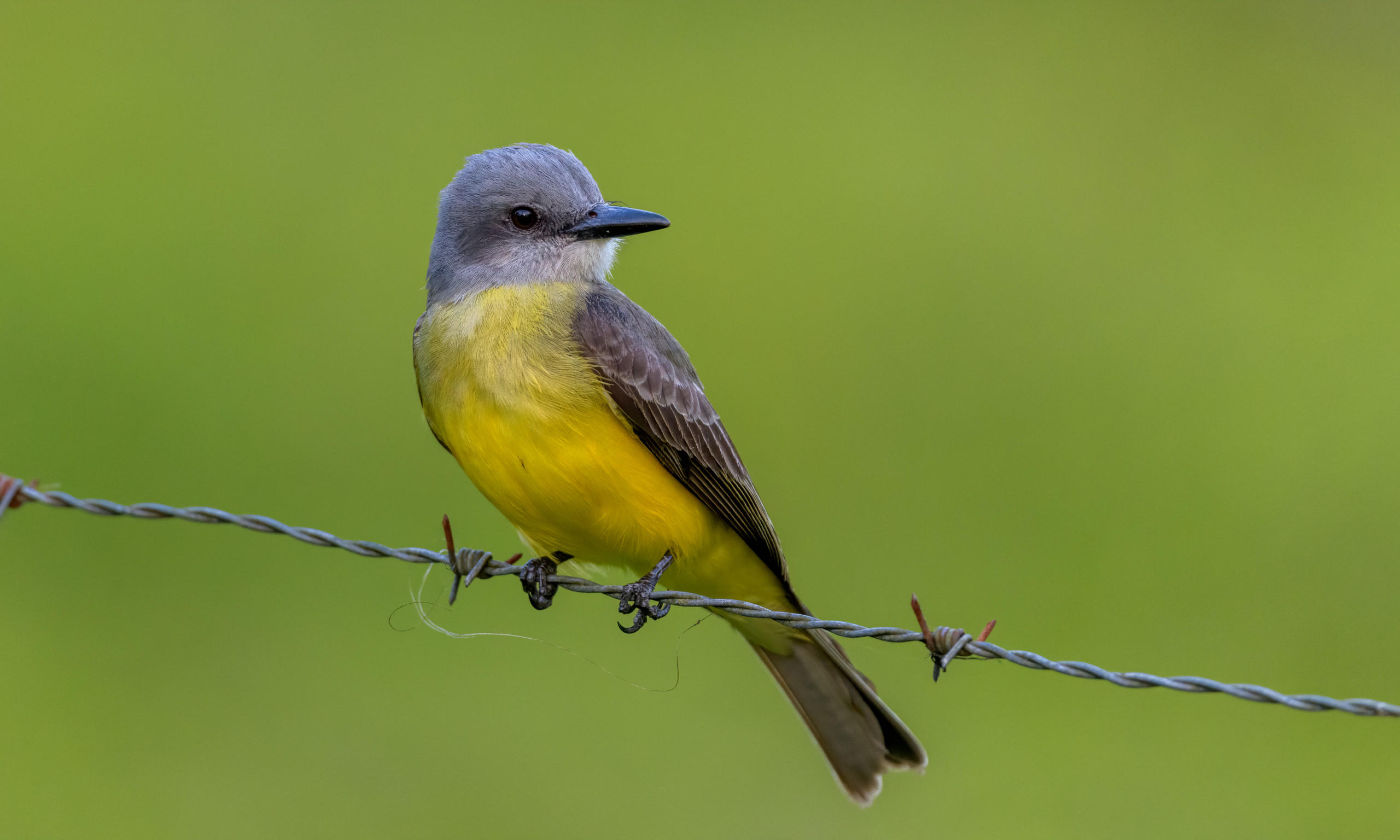 Safeguarding Avian‍ Biodiversity: Recommendations⁢ from Mount Kenya's Indigenous Knowledge ⁣to Foster Sustainable Bird‍ Conservation