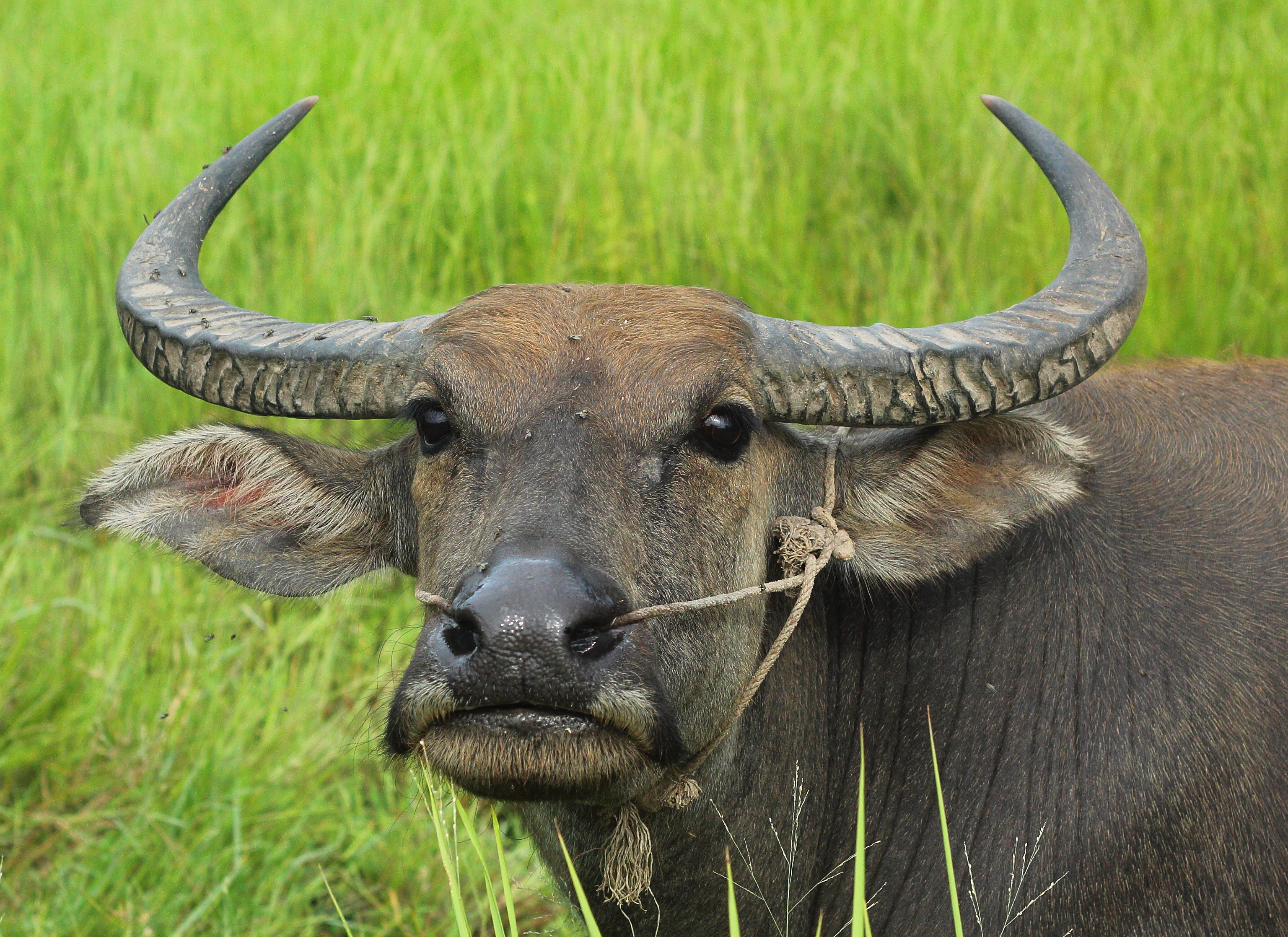 Finding Buffaloes in Their Natural Habitat: The Ultimate Game Drive in Mount Kenya