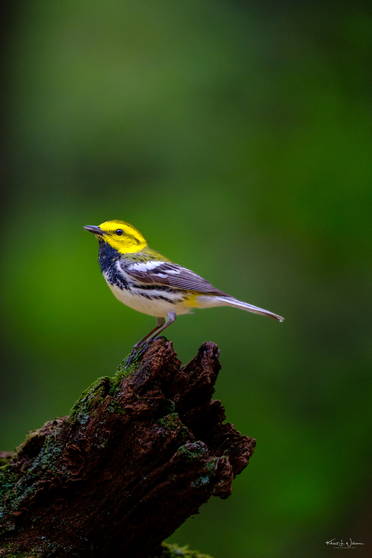 Bird Photography in Mount Kenya: A Hidden Gem for Avian Enthusiasts