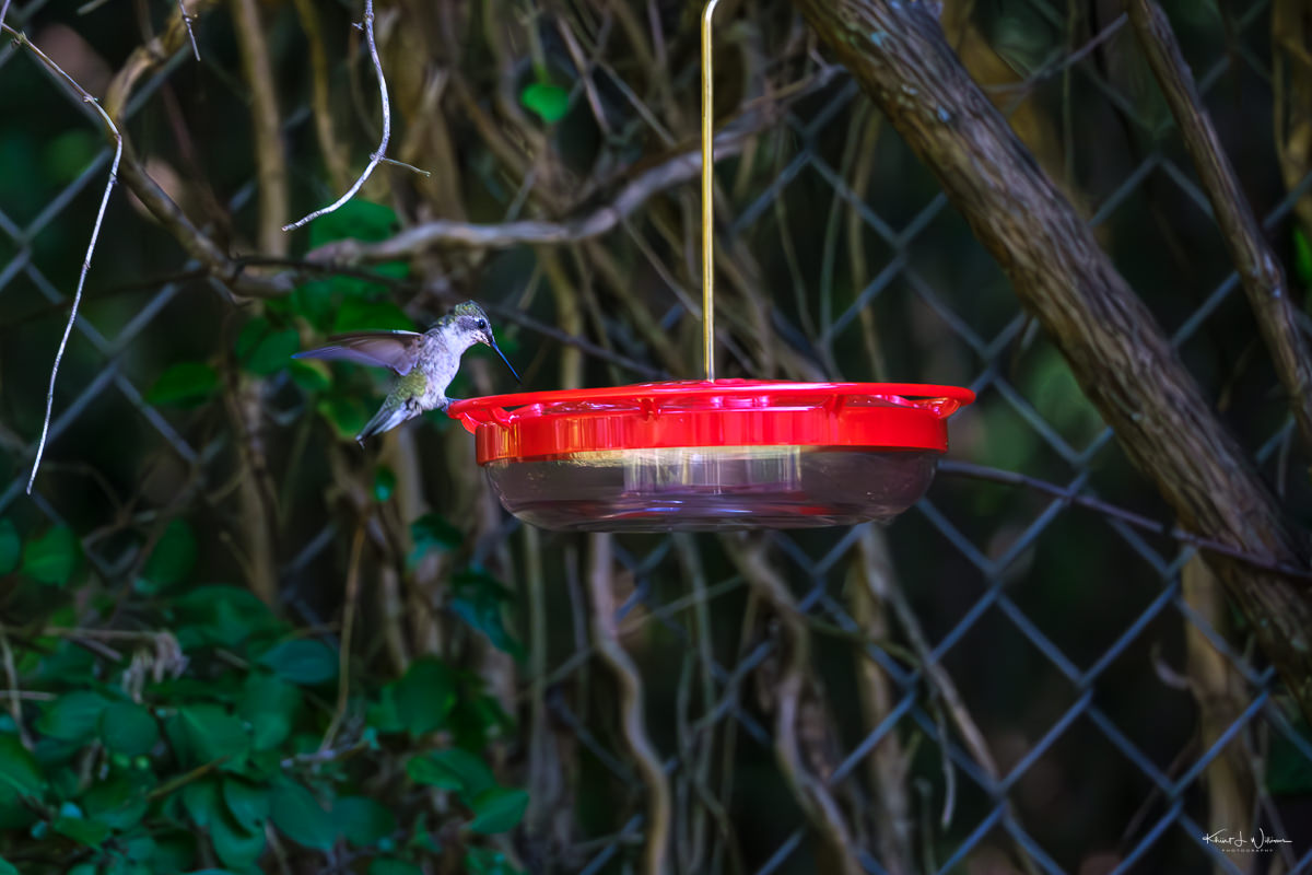 Discover the Best Bird Identification Apps for Mount Kenya's ⁤Diverse Avifauna