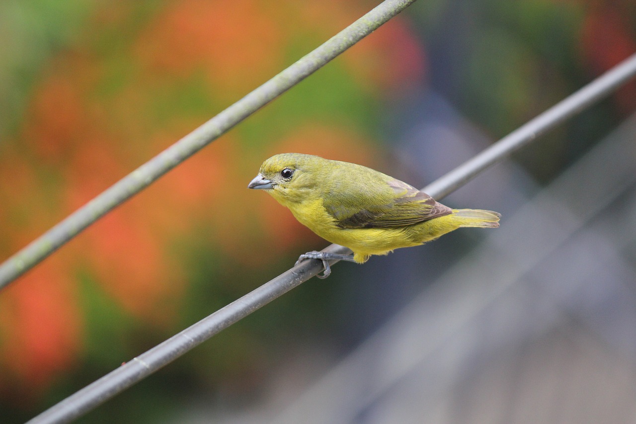 3. Avid Twitchers'⁤ Guide: ⁣Must-Have Bird-Watching ⁤Books for‍ Mount Kenya