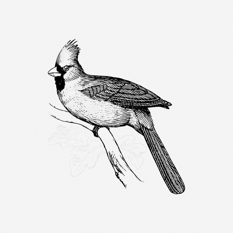 Tips and Recommendations for Bird Sketching ‌and Painting in the ‌Breathtaking ⁣Landscape of ⁢Mount Kenya