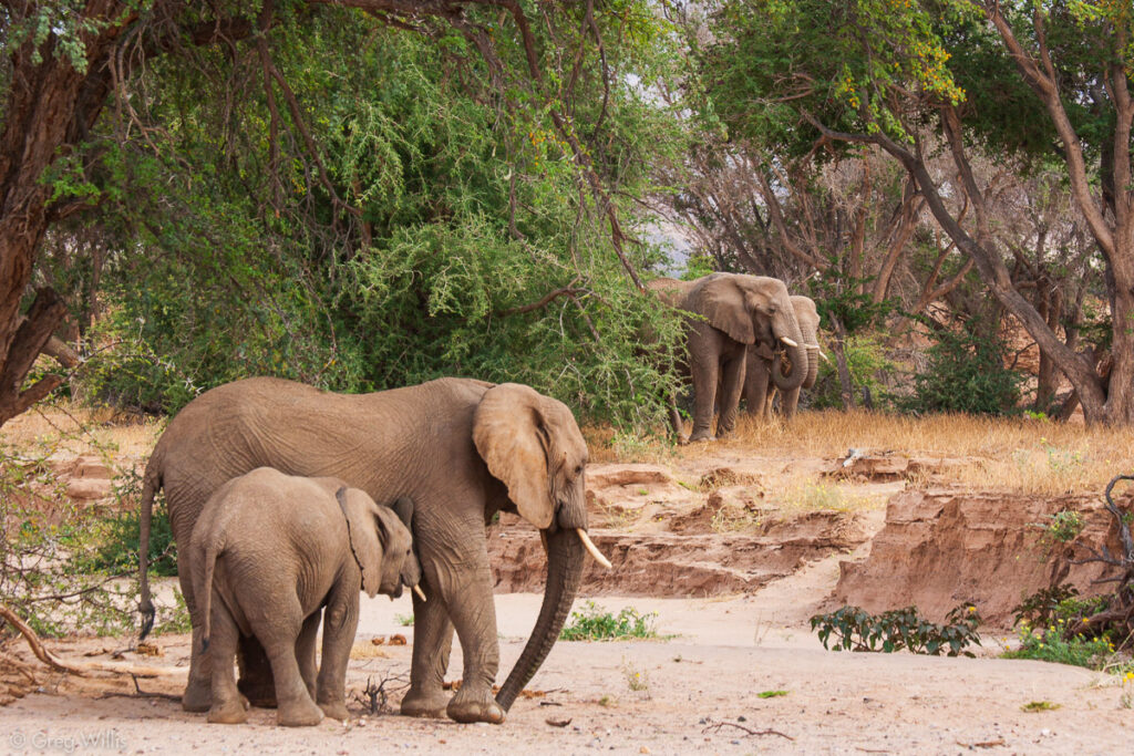 Understanding the Benefits of a Self-Drive Safari in Mount Kenya: Pros and Cons