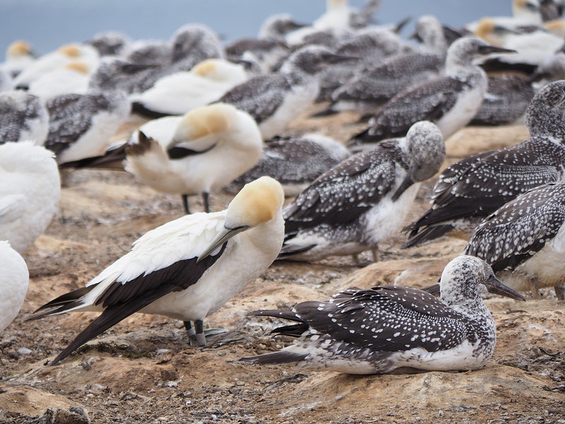 Discovering Avian Diversity: A Guide to​ the Best​ Bird-Watching Resorts in ⁤Mount Kenya