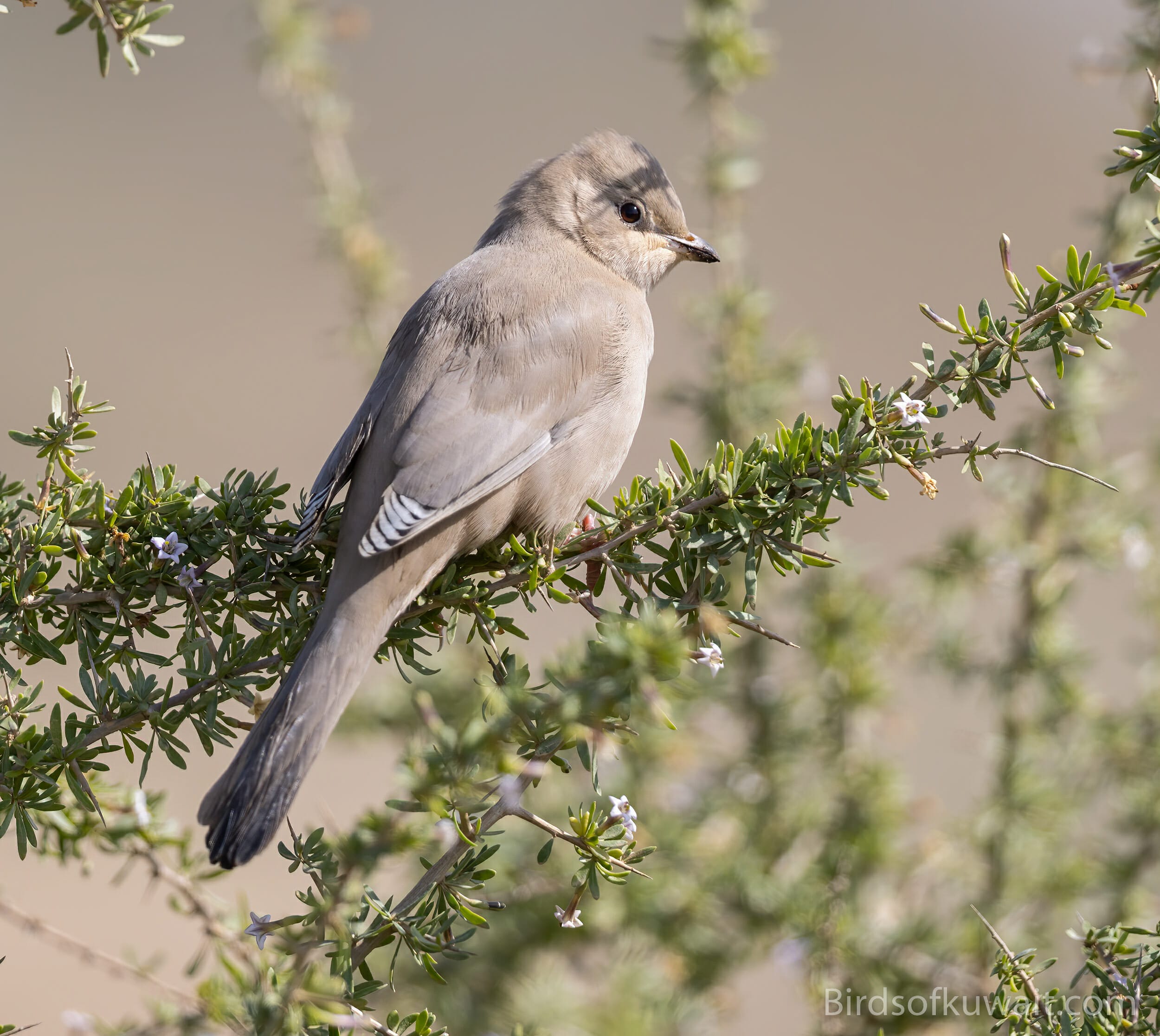 Discovering⁤ the Best Bird-Watching Tours: Raptors ‍Galore in Mount Kenya