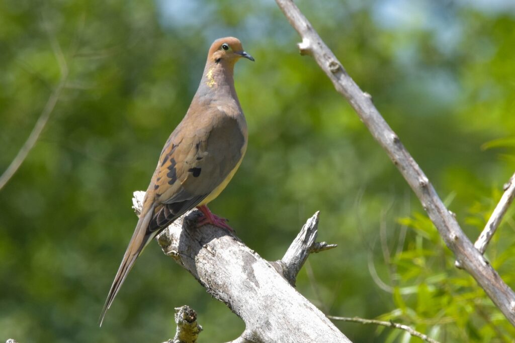 Exploring the Unique Bird Species in Mount Kenya's Prime Season