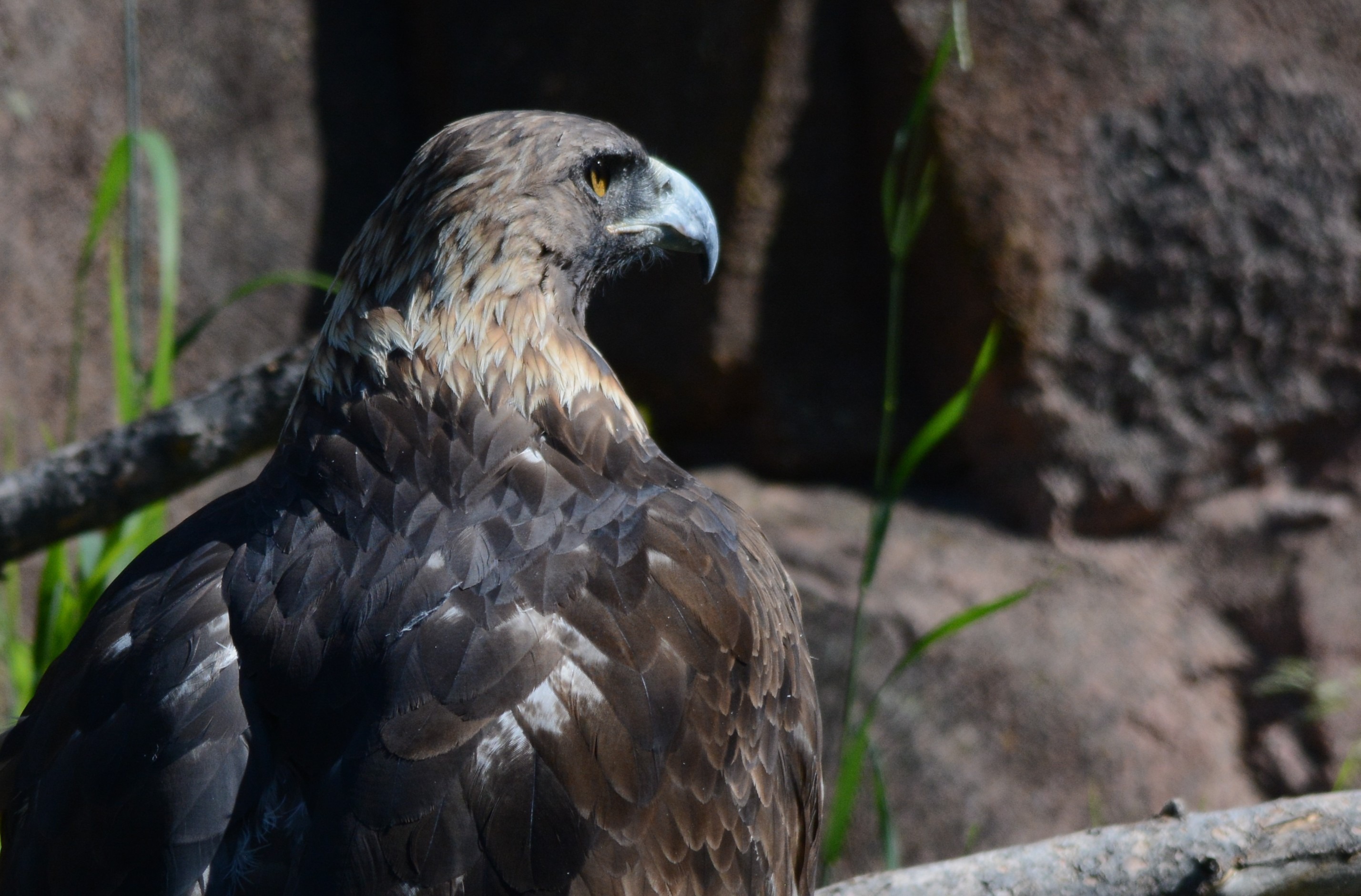 Unveiling the Majestic Raptors‌ of Mount Kenya: A Bird-Watcher's Dream Destination